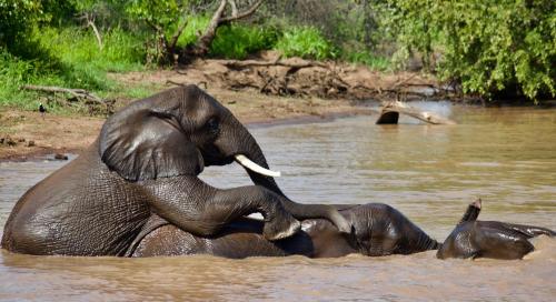 an elephant playing with a baby elephant in the water at Lamai Safari Lodge in Balule Game Reserve
