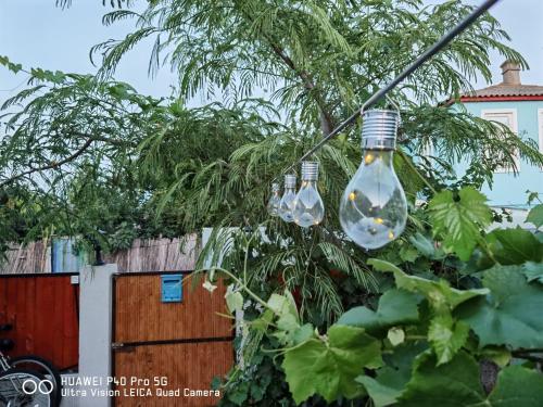 a group of light bulbs hanging from a tree at Delta ca Odinioara in Sulina