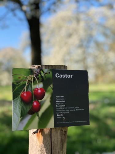 a sign on a wooden post with cherries on it at Hof van Stayen in Sint-Truiden