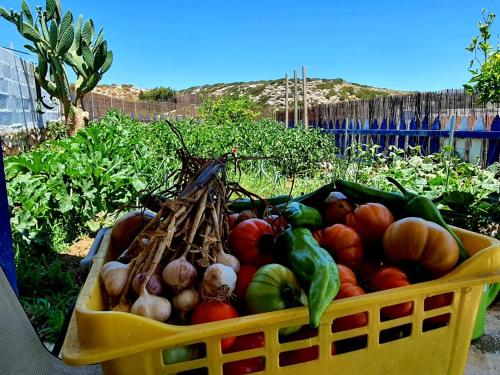 Gallery image of KALLIOPE Studios Amoopi - Karpathos in Karpathos