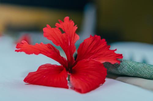 a red flower sitting on top of a table at Hotel Villa Malindi in Malindi