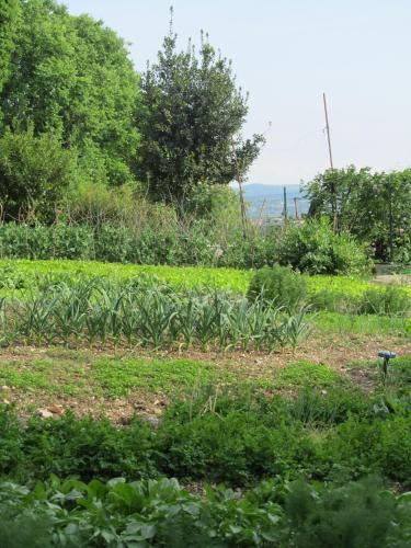 a field of crops with the ocean in the background at Arkade turizem in Črniče