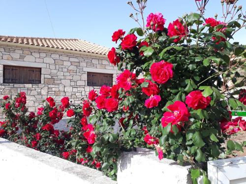 a bush of red roses in front of a building at Katoi traditional house in Éxo Khóra