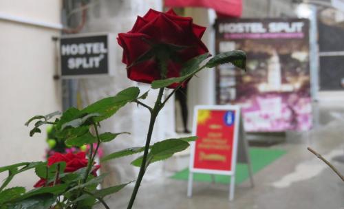 a red rose is sitting next to a sign at Hostel Split in Split