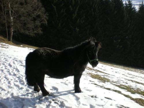 Animal ou animaux domestique(s) séjournant avec des clients dans l'établissement Schlintl-Hof