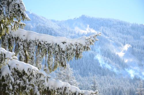 een met sneeuw bedekte boomtak met uitzicht op een berg bij Pensiunea Crocus - Sauna & Billiard in Poiana Brasov