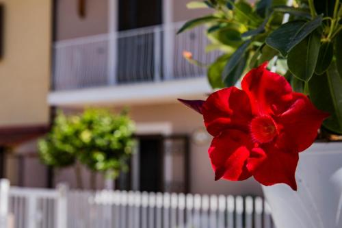 a red flower in a white vase next to a plant at DoSe di relax in Casertavecchia