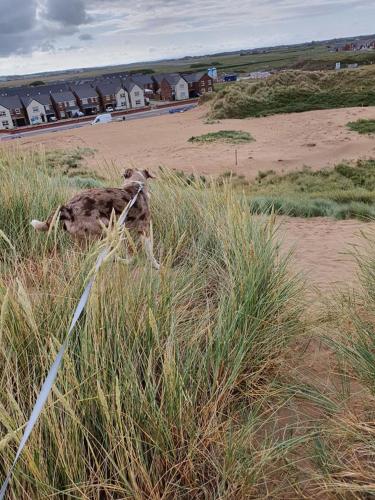 a dog standing in a field of tall grass at Cumbria Guest House in Lytham St Annes