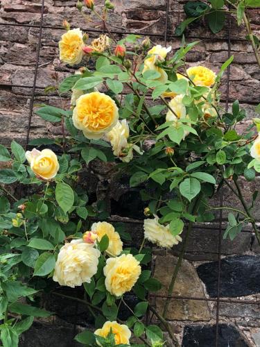 a bunch of yellow roses growing on a wall at Billerwell B&B in Hawick