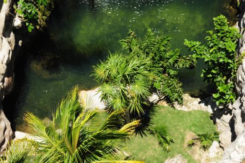 un grupo de plantas en un cuerpo de agua en Hotel Posada Sian Kaan, en Playa del Carmen