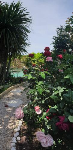 a bush of flowers with a pool in the background at Villa Solary in Le Pontet