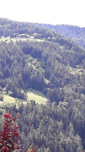 an aerial view of a forest of trees at Haus Martina in Sand in Taufers