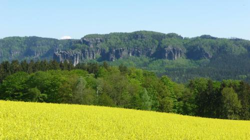a field of yellow rapeseed in front of a mountain at Günstiges Doppelzimmer Sächsische Schweiz in Mittelndorf