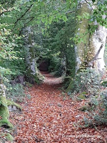 a leaf covered path in a forest with trees at Gite Le Masgiral in Saint-Christophe