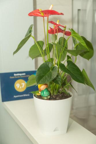 a plant with red flowers in a white pot on a table at Apartment Milena in Virpazar