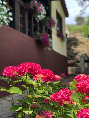 a bunch of pink flowers in front of a building at Casa rural en plena naturaleza Lic UVTR1524 in Eguíllor