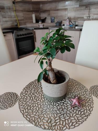 a potted plant sitting on top of a table at Fox Apartmanok in Hévíz