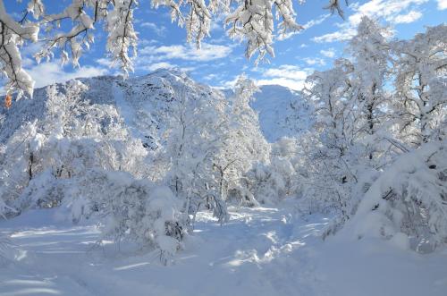 a group of trees covered in snow at Chalet Ciprés in Las Trancas