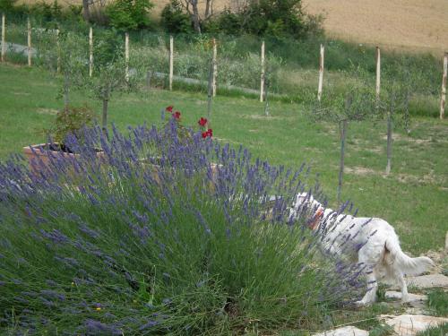 a dog standing in a field with purple flowers at Case Brizi Assisi in Assisi