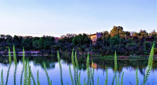 a lake with tall plants in front of a building at Hacienda Tovares in Cadereyta de Montes