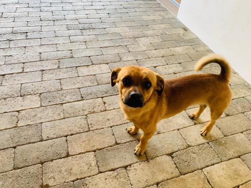 a brown dog standing on a brick sidewalk at Casa "La Moara din Grădină" in Eftimie Murgu