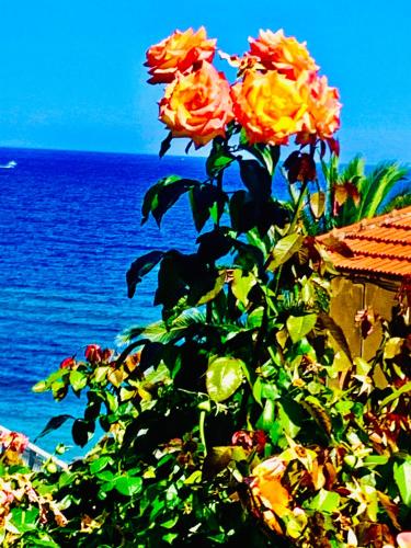 Gallery image of Antica Casa Virginia in Cervo