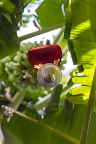 a close up of a banana plant with a red flower at Mon Choisy Beach R. in Mont Choisy