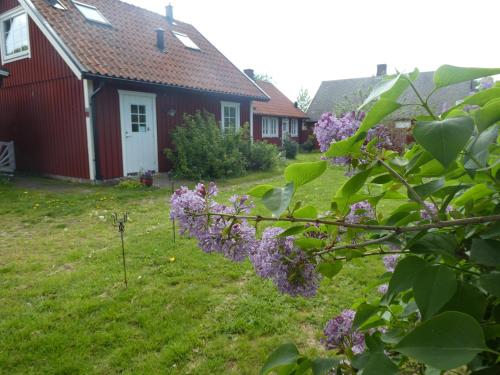 a garden with lilacs in front of a red house at Huggehus in Förslöv