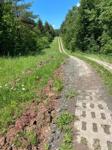 a dirt road with trees on both sides at Berggasthof Bayernturm in Zimmerau