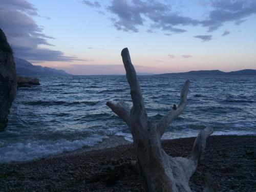 a dead tree on the beach near the water at Hostel Dalmatia in Marusici 