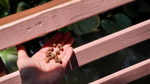 a hand holding peanuts on a wooden bench at Warakorn Baansuan Amphawa in Amphawa