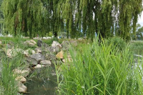 a pond in a park with trees and grass at La Curtillette in Saint-Pierre-de-Curtille