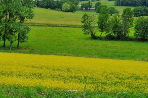 a field of yellow flowers in a green field at La Curtillette in Saint-Pierre-de-Curtille