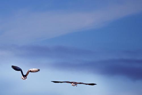 two birds flying in the blue sky at Hotel Frøya in Sistranda