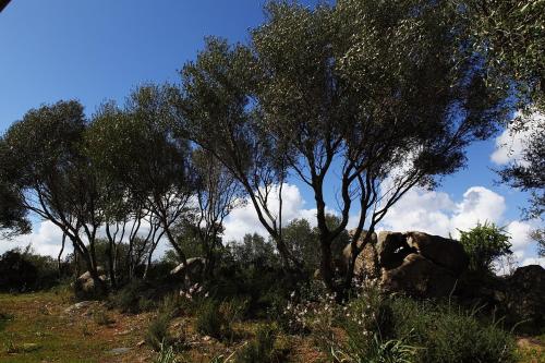 a group of trees and rocks in a field at B&B Terra e Smeralda in Arzachena