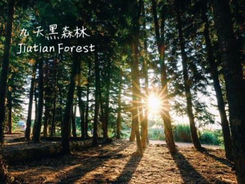 a sun shining through trees in a forest at Backpacker 41 Hostel - Taichung in Taichung