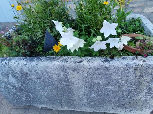 a stone planter with white flowers in it at Gîte Pierre et Marie in Mellecey
