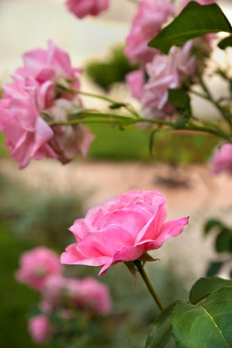 a pink rose bush with pink flowers at Chronis Family Villas in Krousón