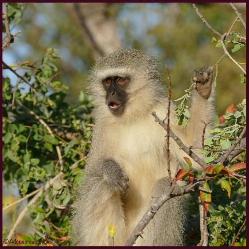 a monkey is sitting in a tree at Adonsonia Lodge in Grietjie Nature Reserve