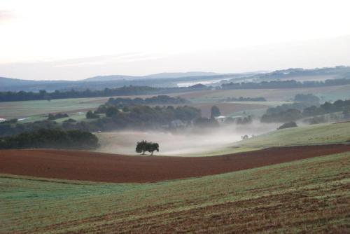 a misty field with a cow in the middle of a field at Schinderhanneshof in Weitersborn