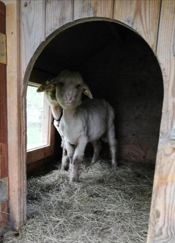a sheep standing inside of a stable at Berghaus Koglmoos in Auffach