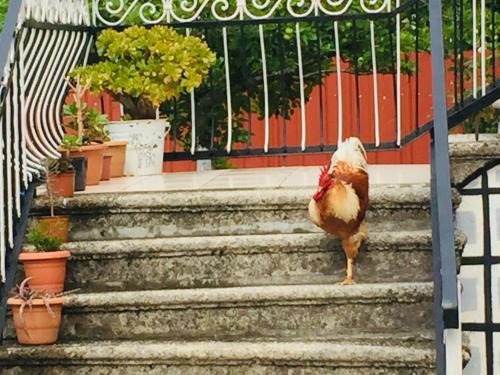 a chicken standing on some stairs next to a fence at Lazuri Keria Family Guesthouse in Khoni
