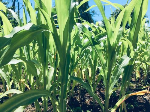 a field of green plants with the sky in the background at Lazuri Keria Family Guesthouse in Khoni