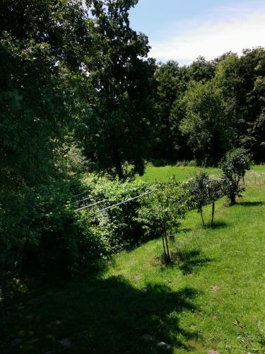 a group of trees in a field with grass at Vetrovi šumijo I in Kapele