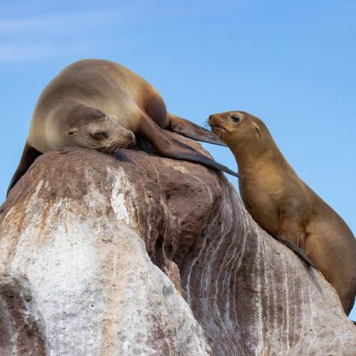 two seals laying on top of a rock at Hotel Posada Luna Sol in La Paz
