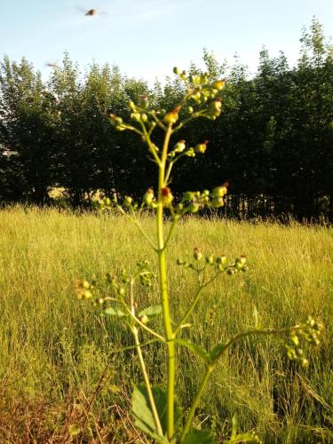 a plant in the middle of a field of grass at Pod Modrzewiami in Milówka