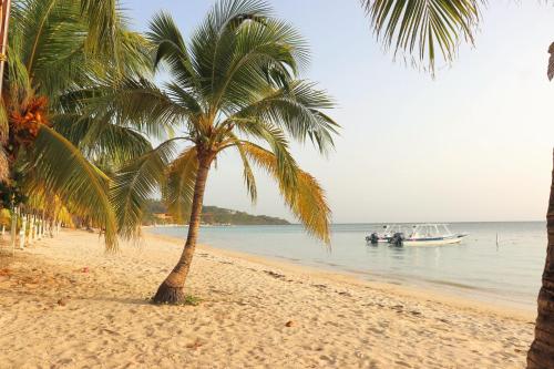 a palm tree on a beach with a boat in the water at Hotel Posada Seremein ,West Bay ,Roatan in West Bay