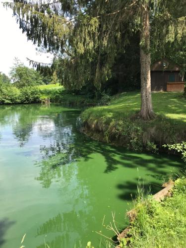 a river with green water and a tree at Hotel Restaurant Hesch in Gabersdorf
