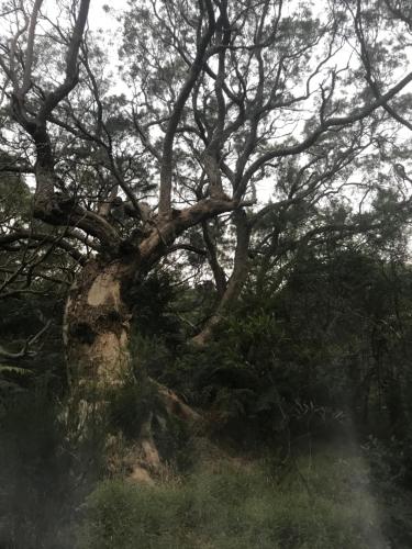 a large tree sitting on top of a hill at ti Kaz Papang in La Plaine des Cafres