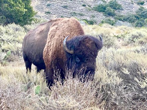 a large bison standing in a field of grass at The Edgewater in Avalon